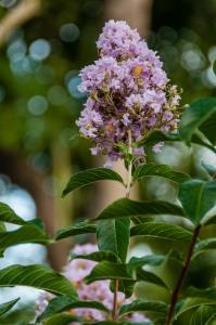 CREPE MYRTLE BLOOM - LAVENDER